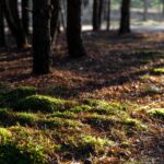 0001_2024-12-13-Nemunasglamping